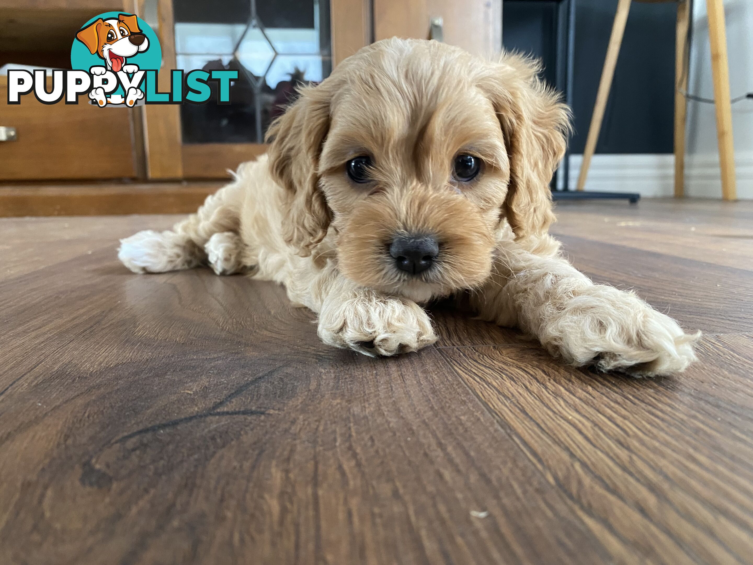 Beautiful Cavoodle F1 Puppies