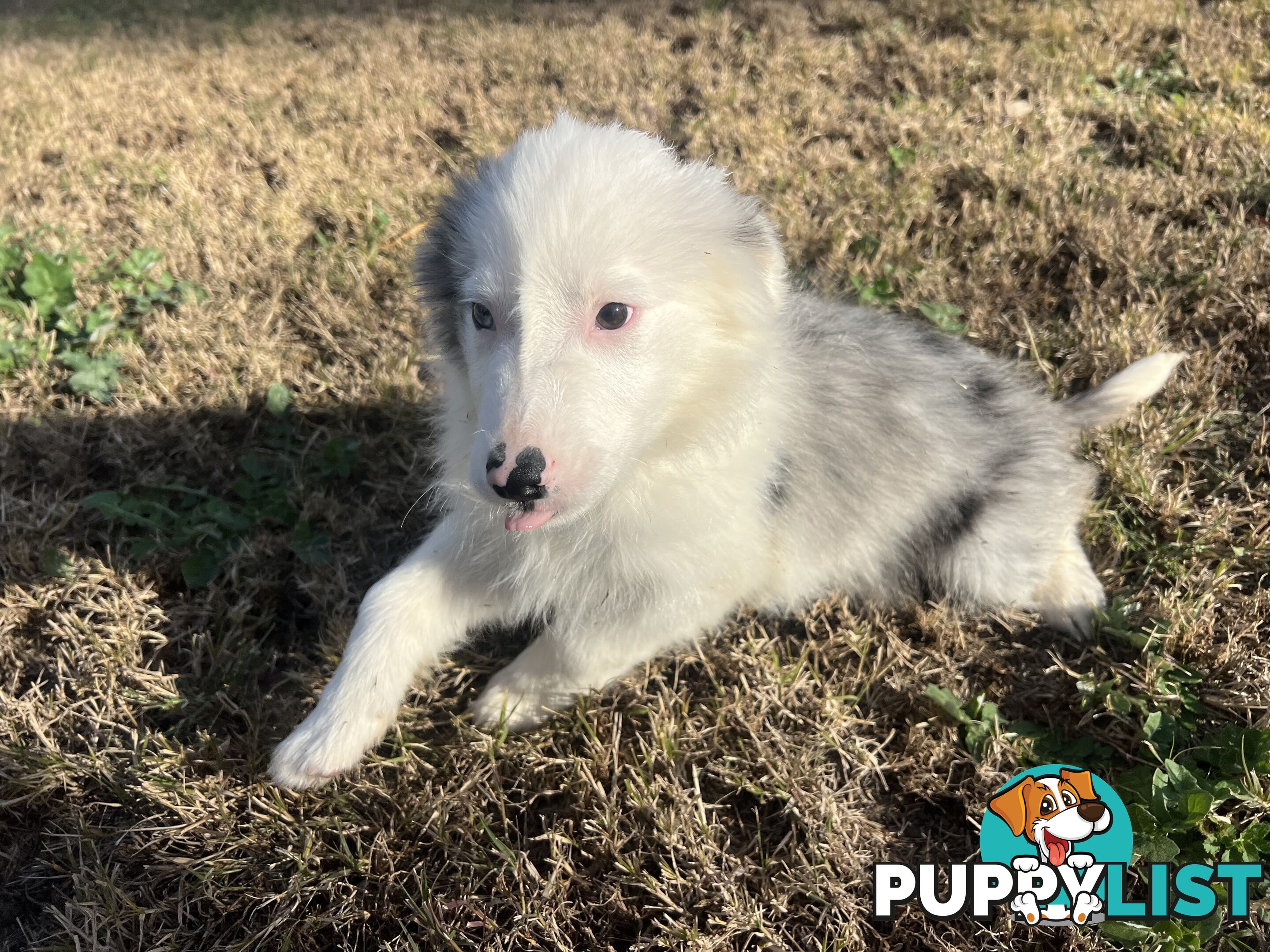 Long haired male border collies