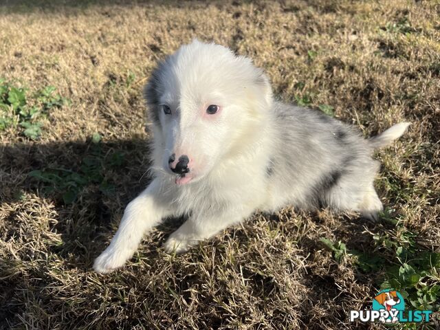 Long haired male border collies
