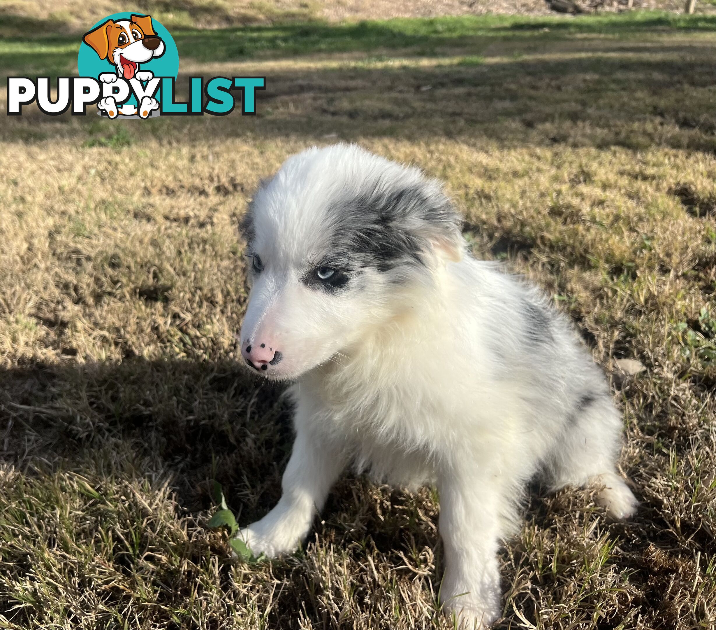 Long haired male border collies