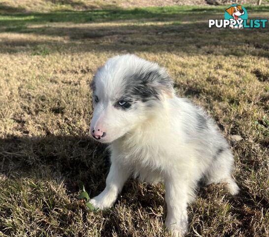 Long haired male border collies