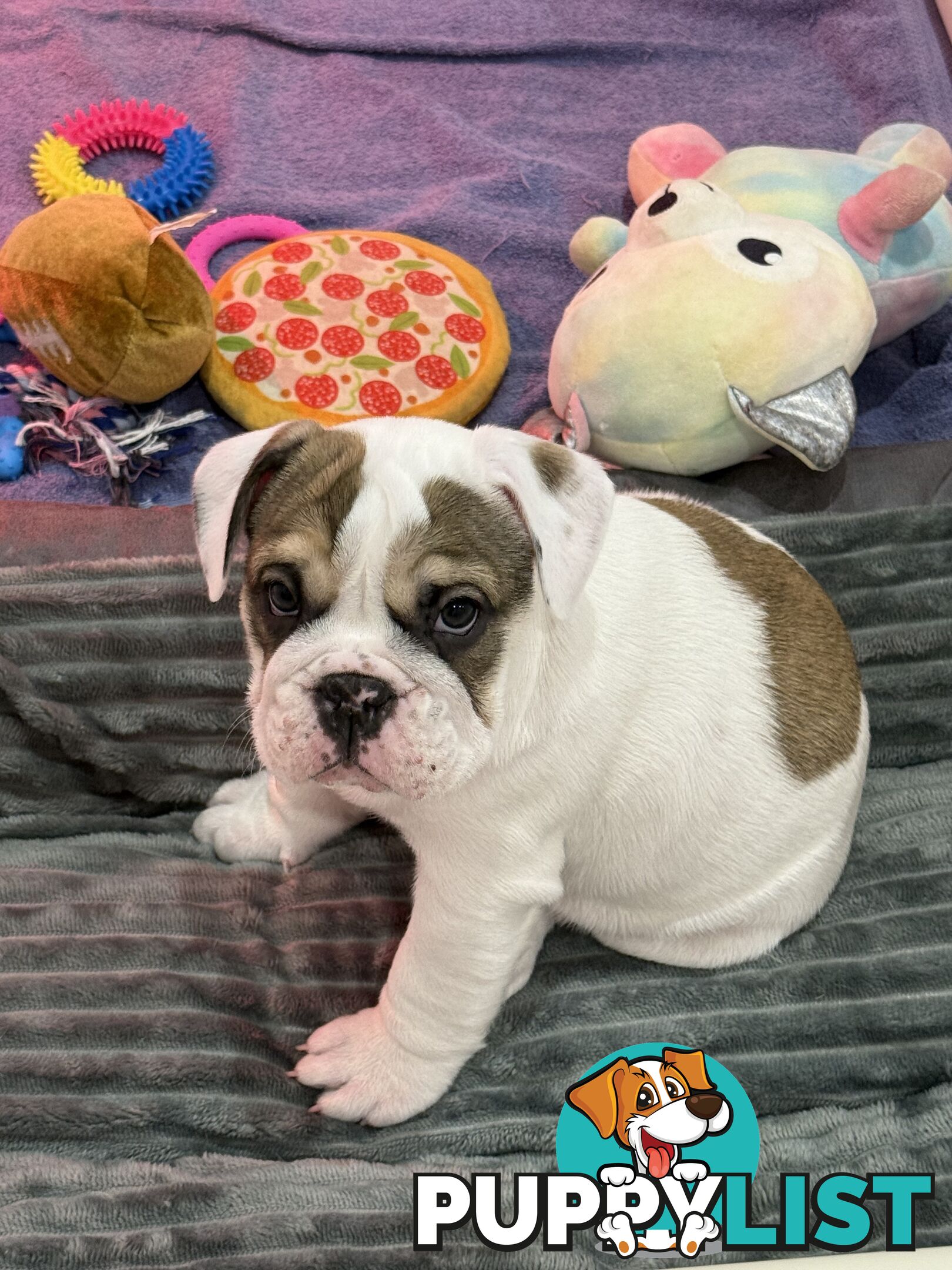 🐾 For Sale: Purebred British Bulldog!🐾