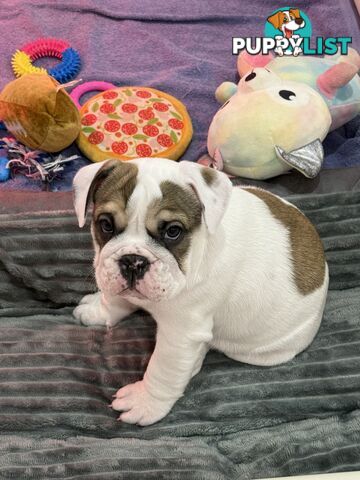 🐾 For Sale: Purebred British Bulldog!🐾