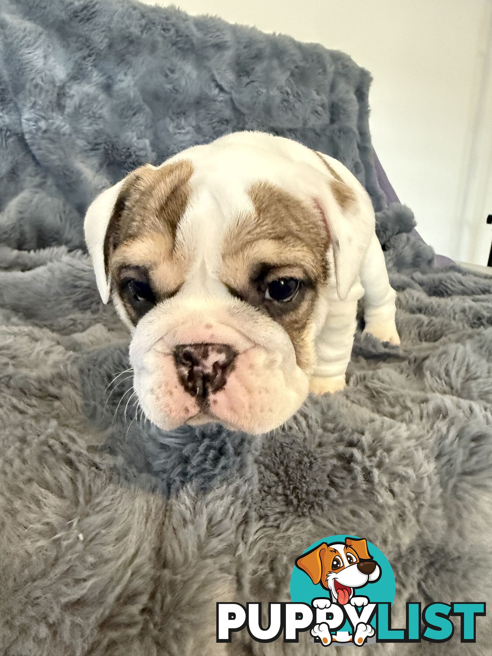 🐾 For Sale: Purebred British Bulldog!🐾