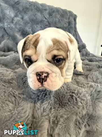 🐾 For Sale: Purebred British Bulldog!🐾