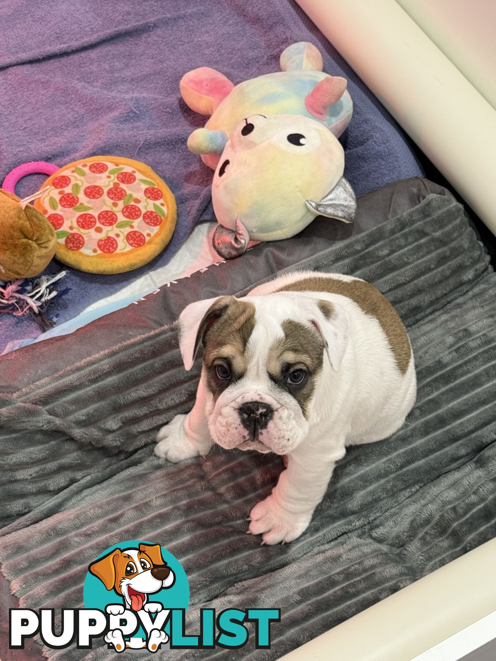 🐾 For Sale: Purebred British Bulldog!🐾