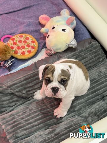 🐾 For Sale: Purebred British Bulldog!🐾