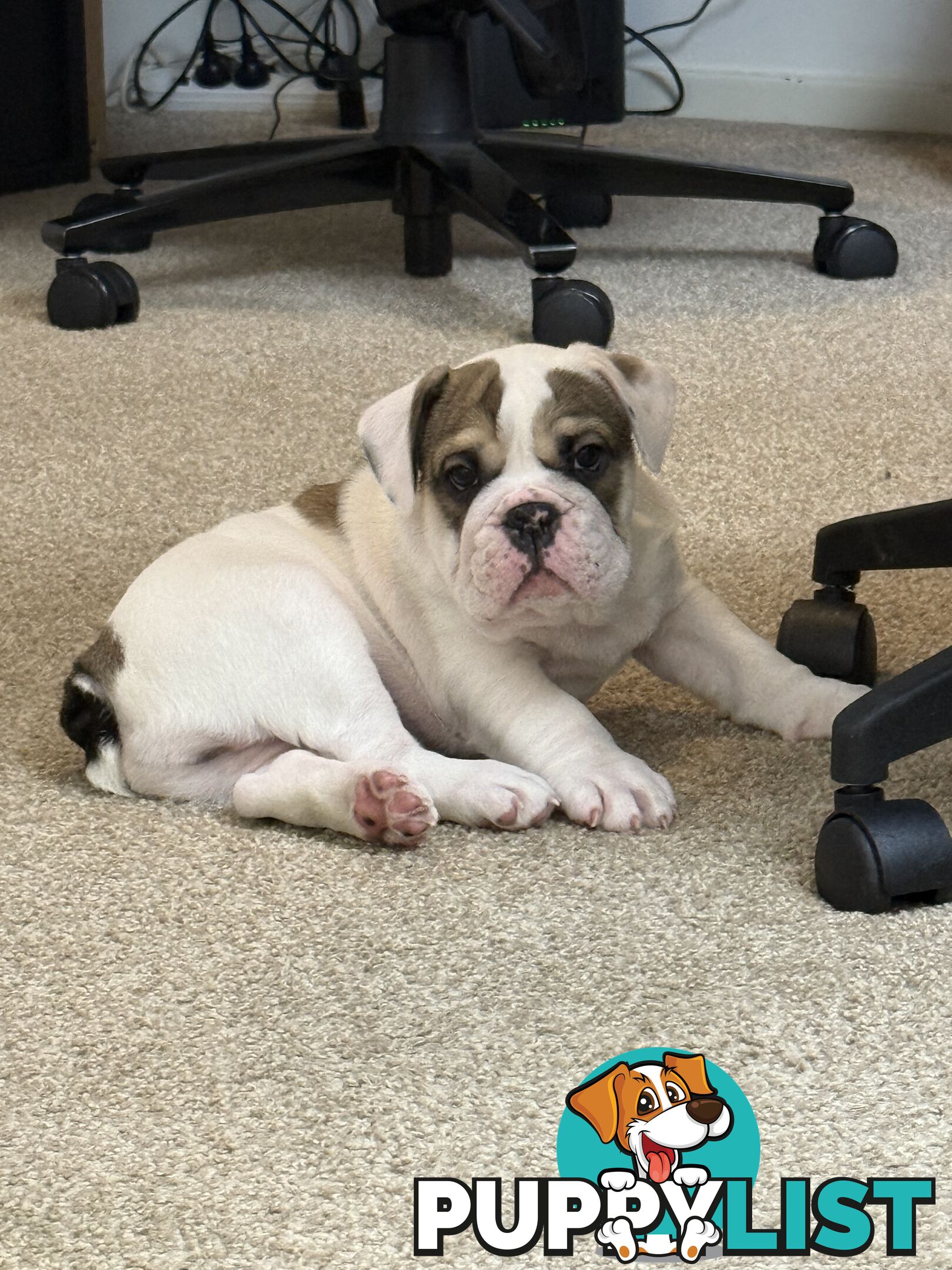 🐾 For Sale: Purebred British Bulldog!🐾