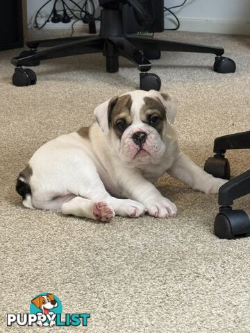 🐾 For Sale: Purebred British Bulldog!🐾