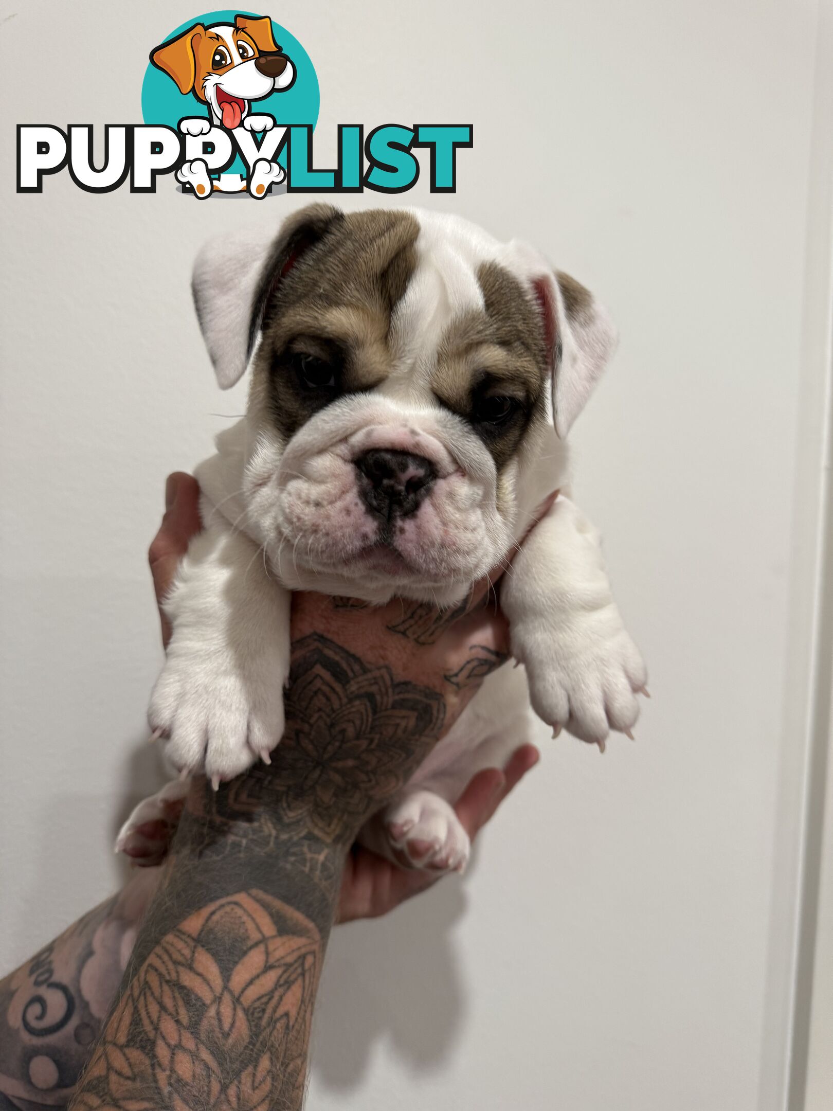 🐾 For Sale: Purebred British Bulldog!🐾