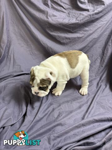 🐾 For Sale: Purebred British Bulldog!🐾