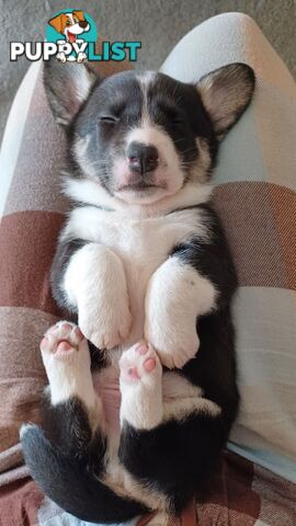 Cardigan Corgi