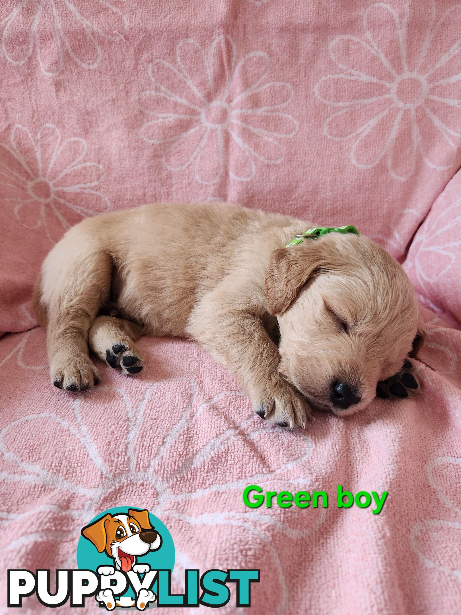 F1b Groodle Pups 🐶