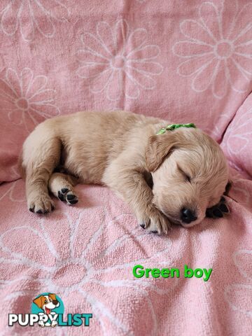 F1b Groodle Pups 🐶
