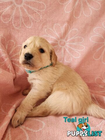 F1b Groodle Pups 🐶