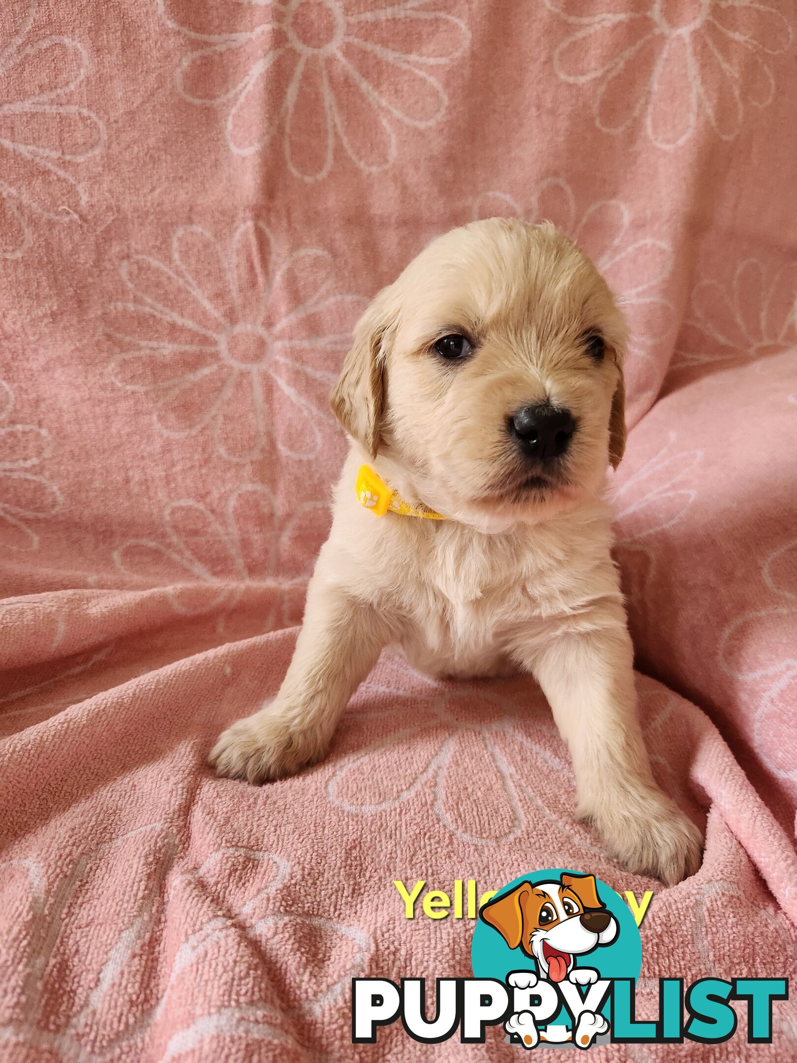 F1b Groodle Pups 🐶
