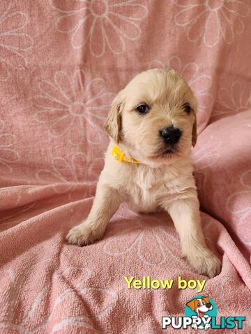 F1b Groodle Pups 🐶