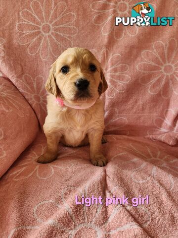 F1b Groodle Pups 🐶