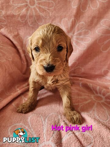F1b Groodle Pups 🐶