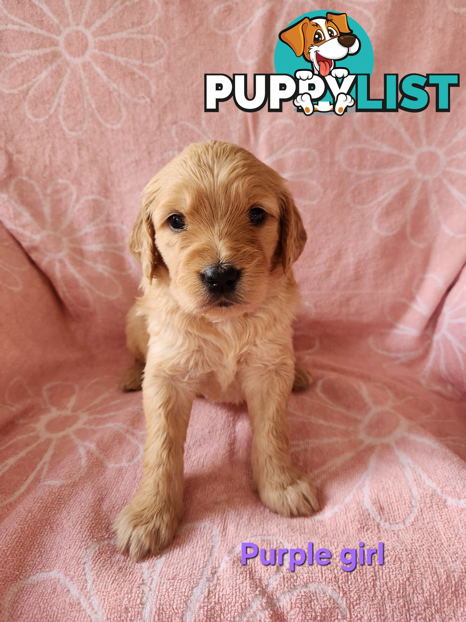 F1b Groodle Pups 🐶