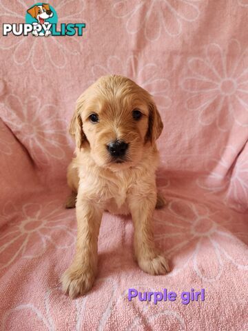 F1b Groodle Pups 🐶