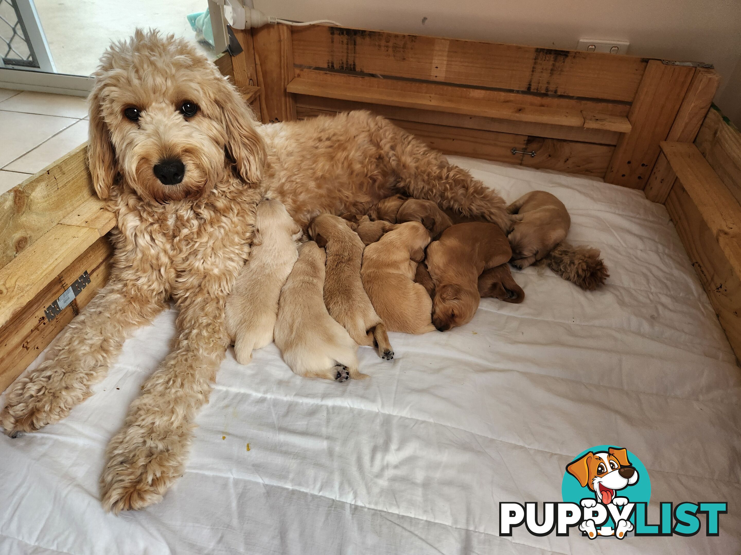 F1b Groodle Pups 🐶