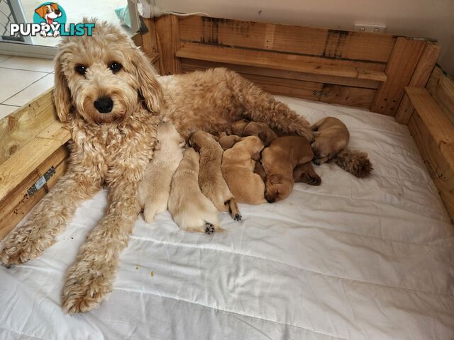 F1b Groodle Pups 🐶