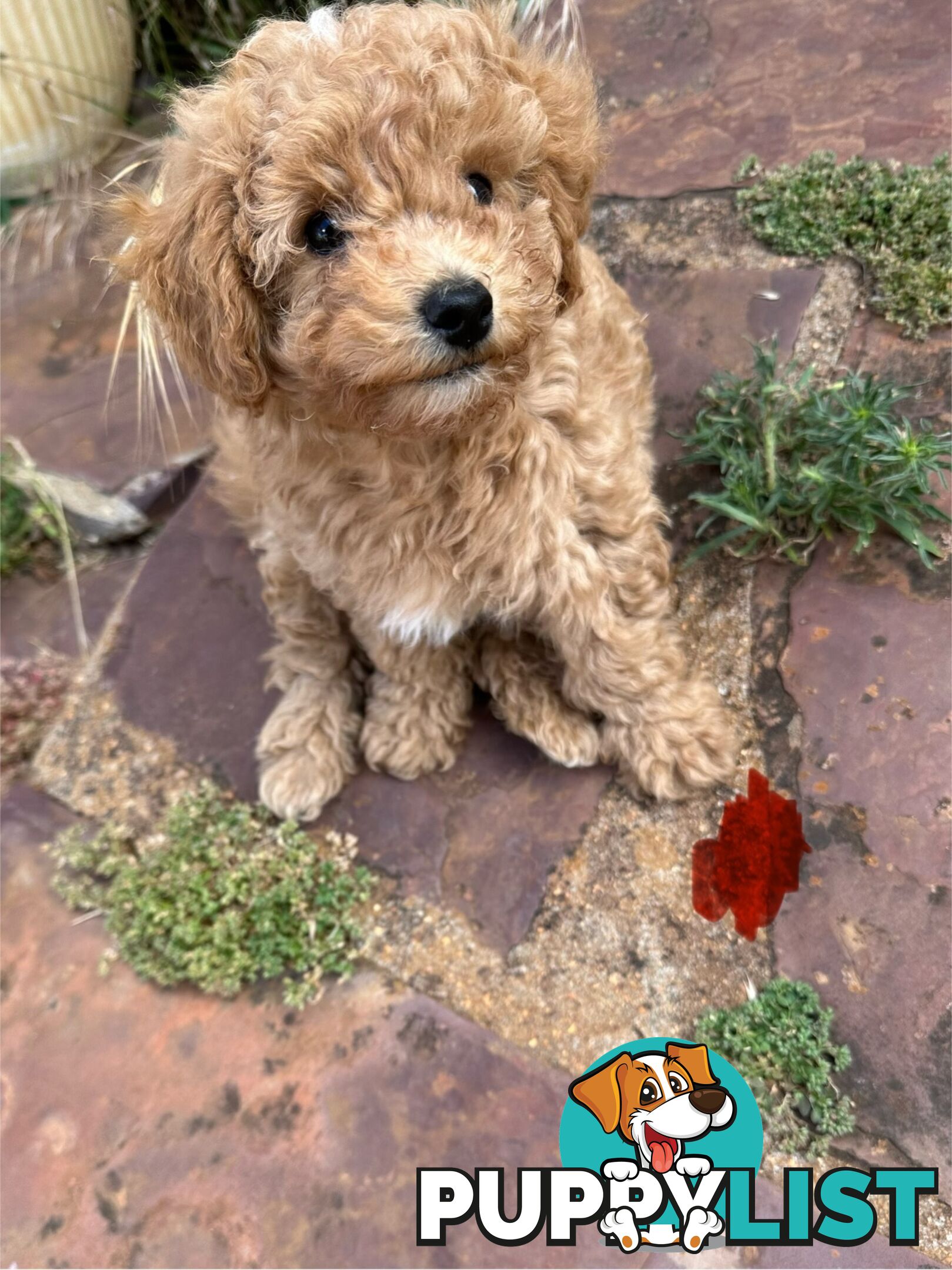 Bichon x Toy poodle Puppies