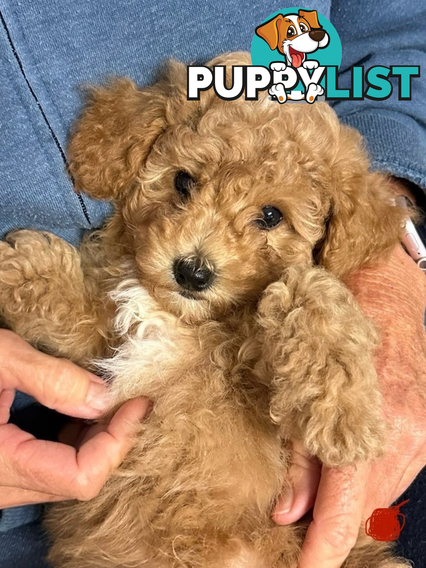 Bichon x Toy poodle Puppies