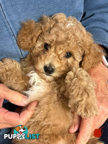 Bichon x Toy poodle Puppies