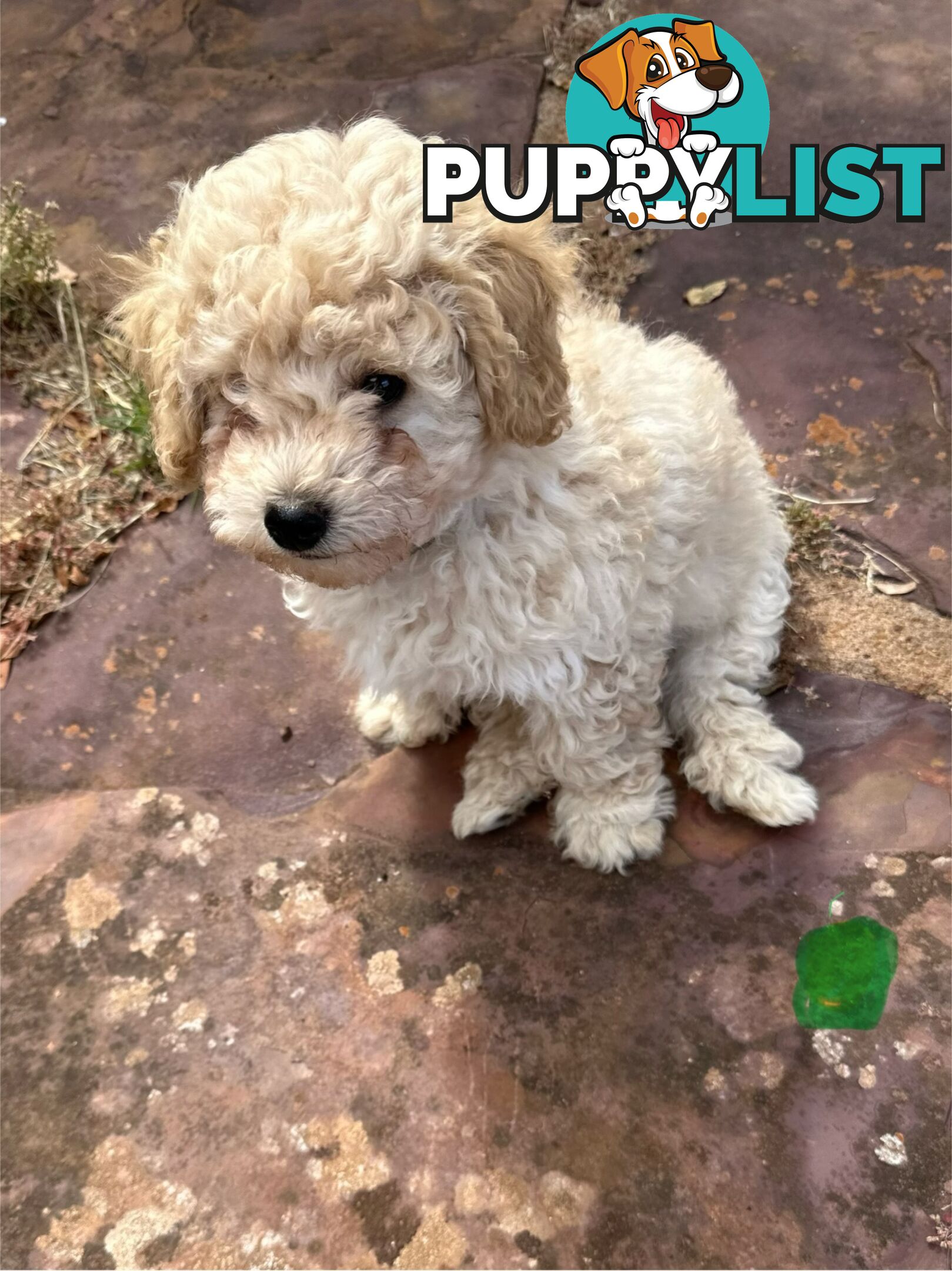 Bichon x Toy poodle Puppies