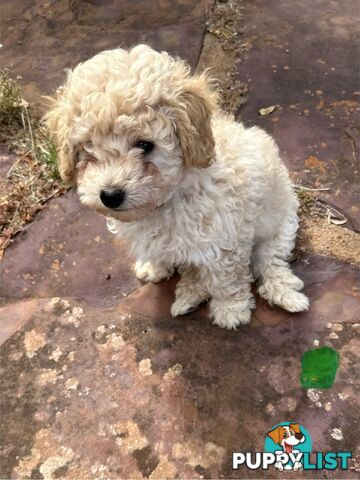 Bichon x Toy poodle Puppies