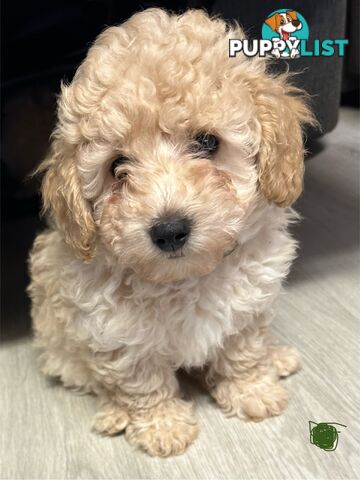 Bichon x Toy poodle Puppies