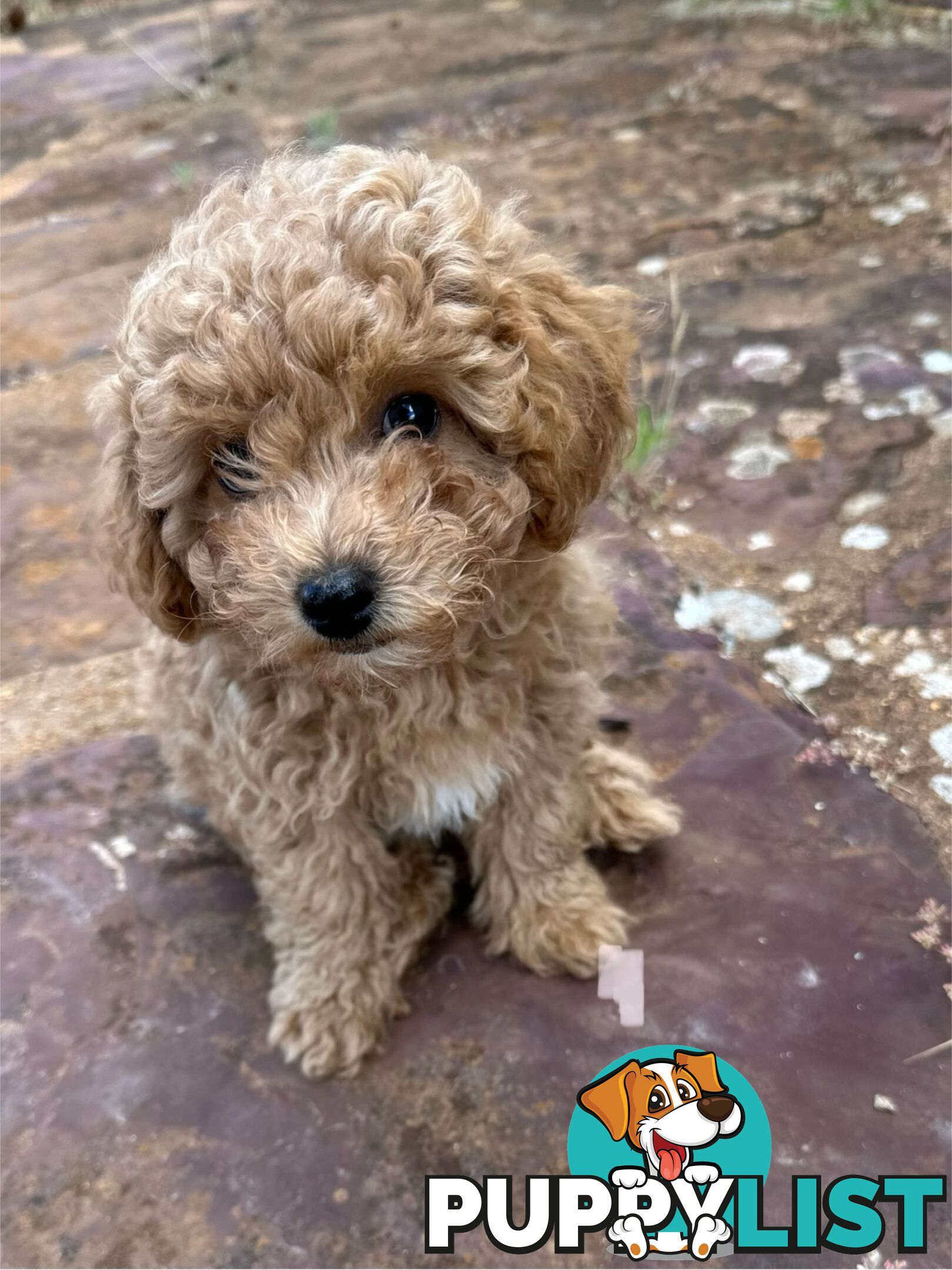 Bichon x Toy poodle Puppies