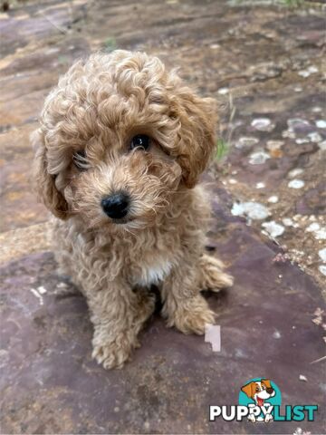 Bichon x Toy poodle Puppies