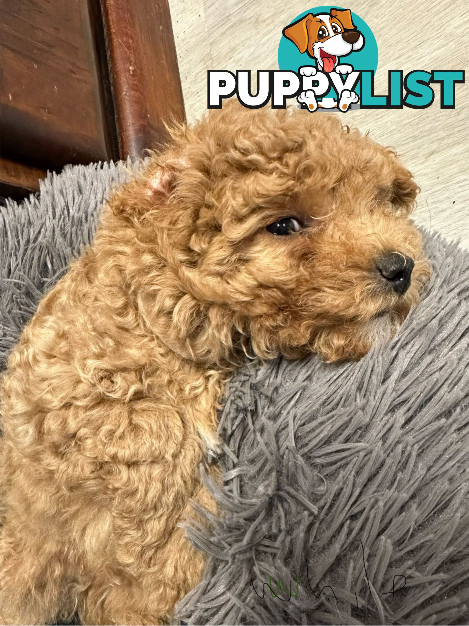 Bichon x Toy poodle Puppies