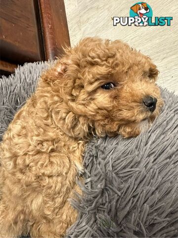 Bichon x Toy poodle Puppies