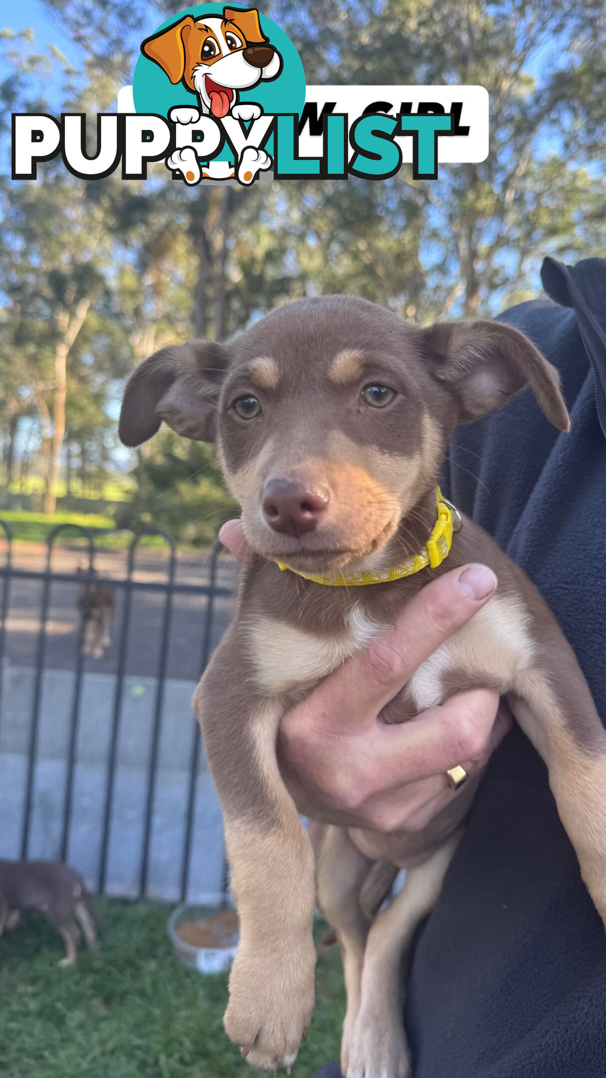 Purebred Kelpie Pups for Sale!!