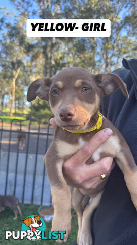 Purebred Kelpie Pups for Sale!!
