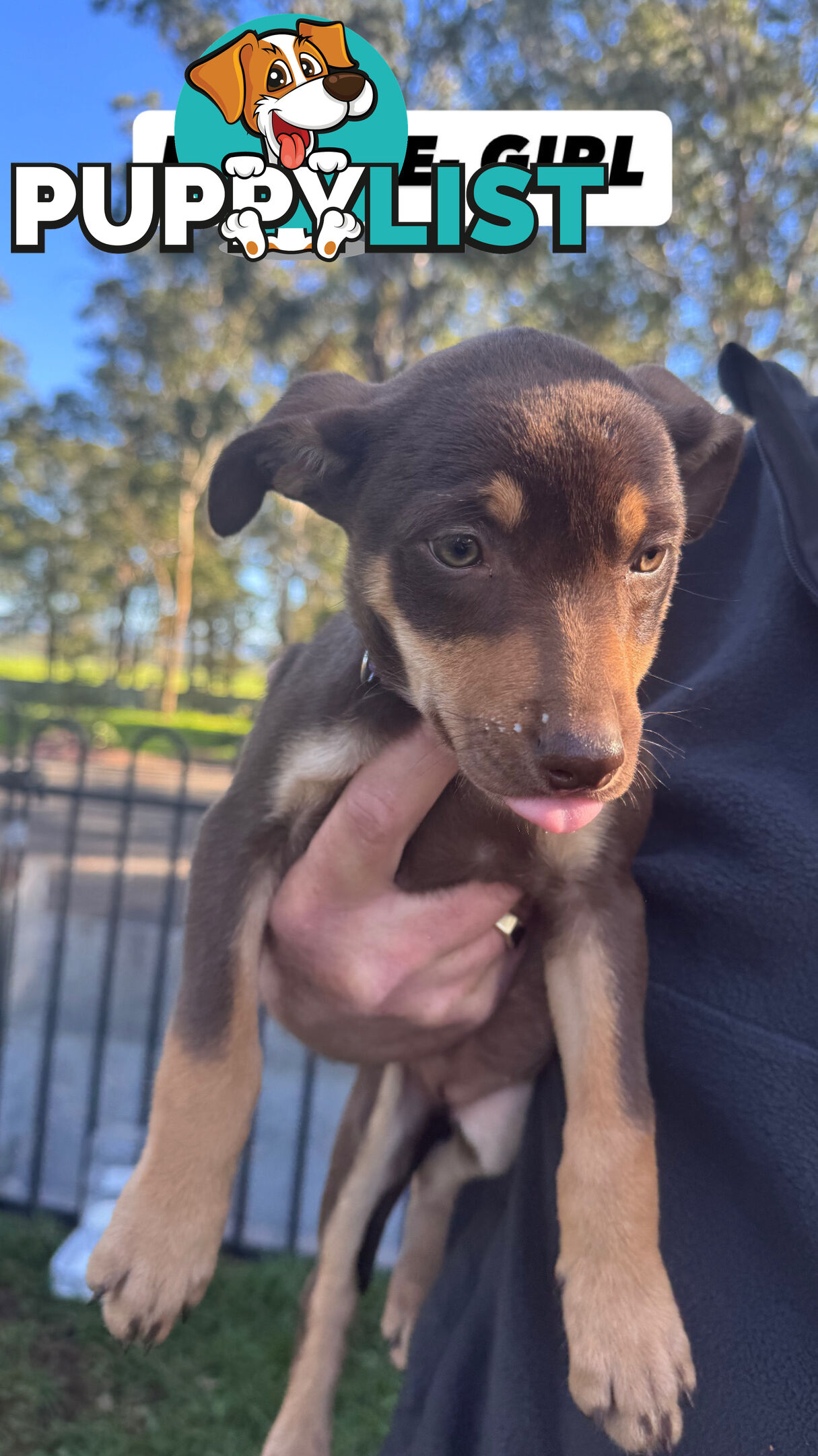 Purebred Kelpie Pups for Sale!!