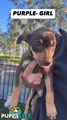 Purebred Kelpie Pups for Sale!!