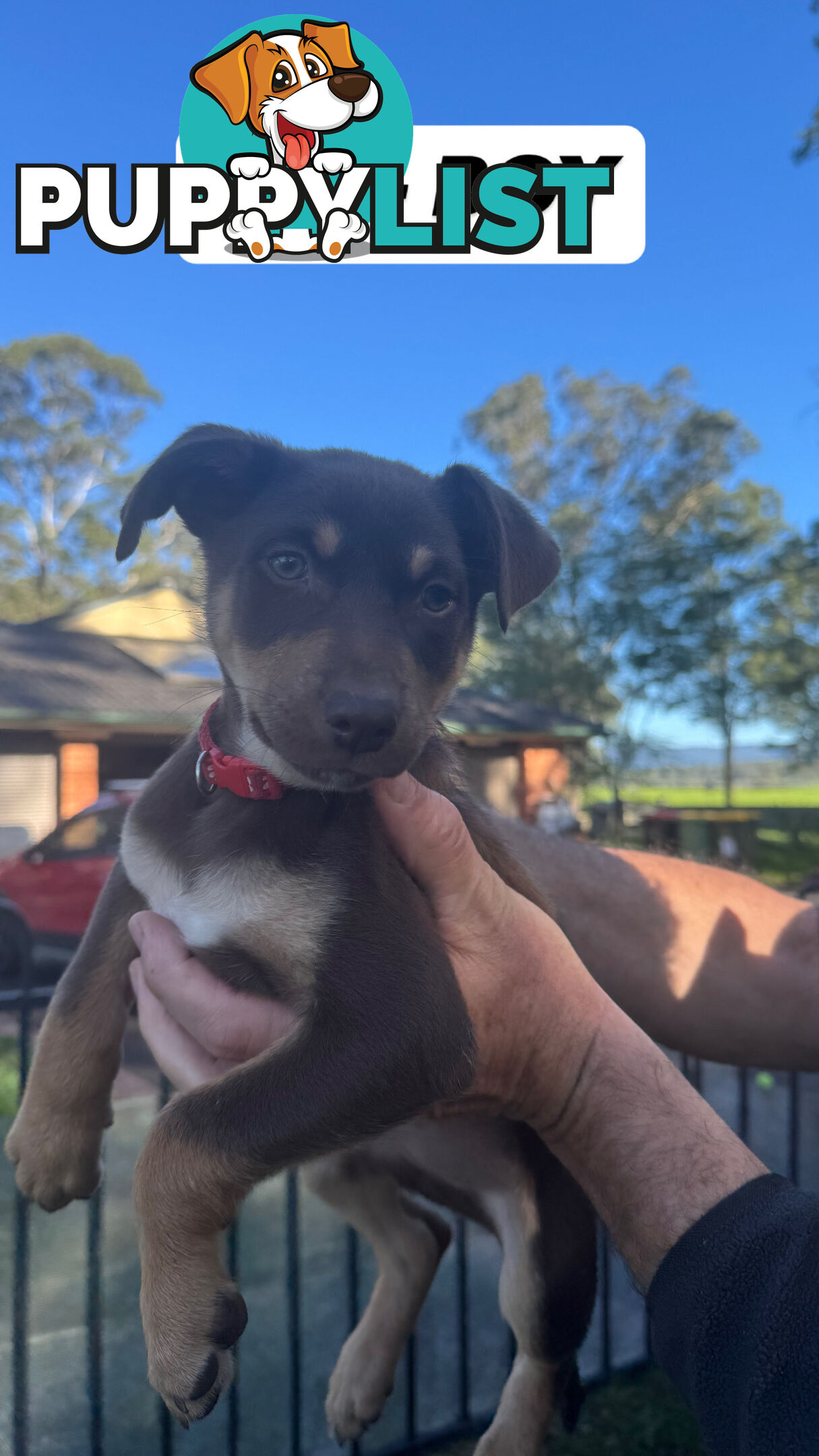 Purebred Kelpie Pups for Sale!!