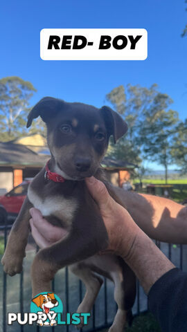 Purebred Kelpie Pups for Sale!!