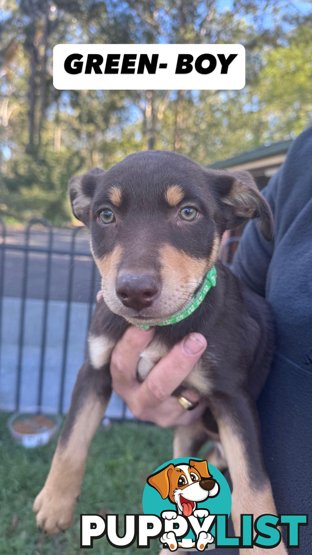 Purebred Kelpie Pups for Sale!!