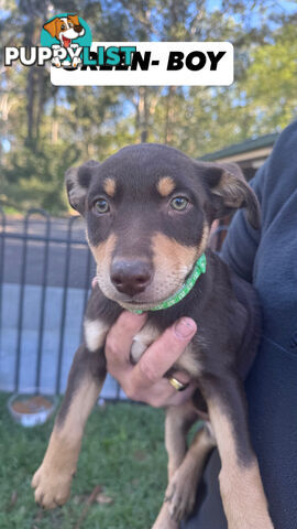 Purebred Kelpie Pups for Sale!!