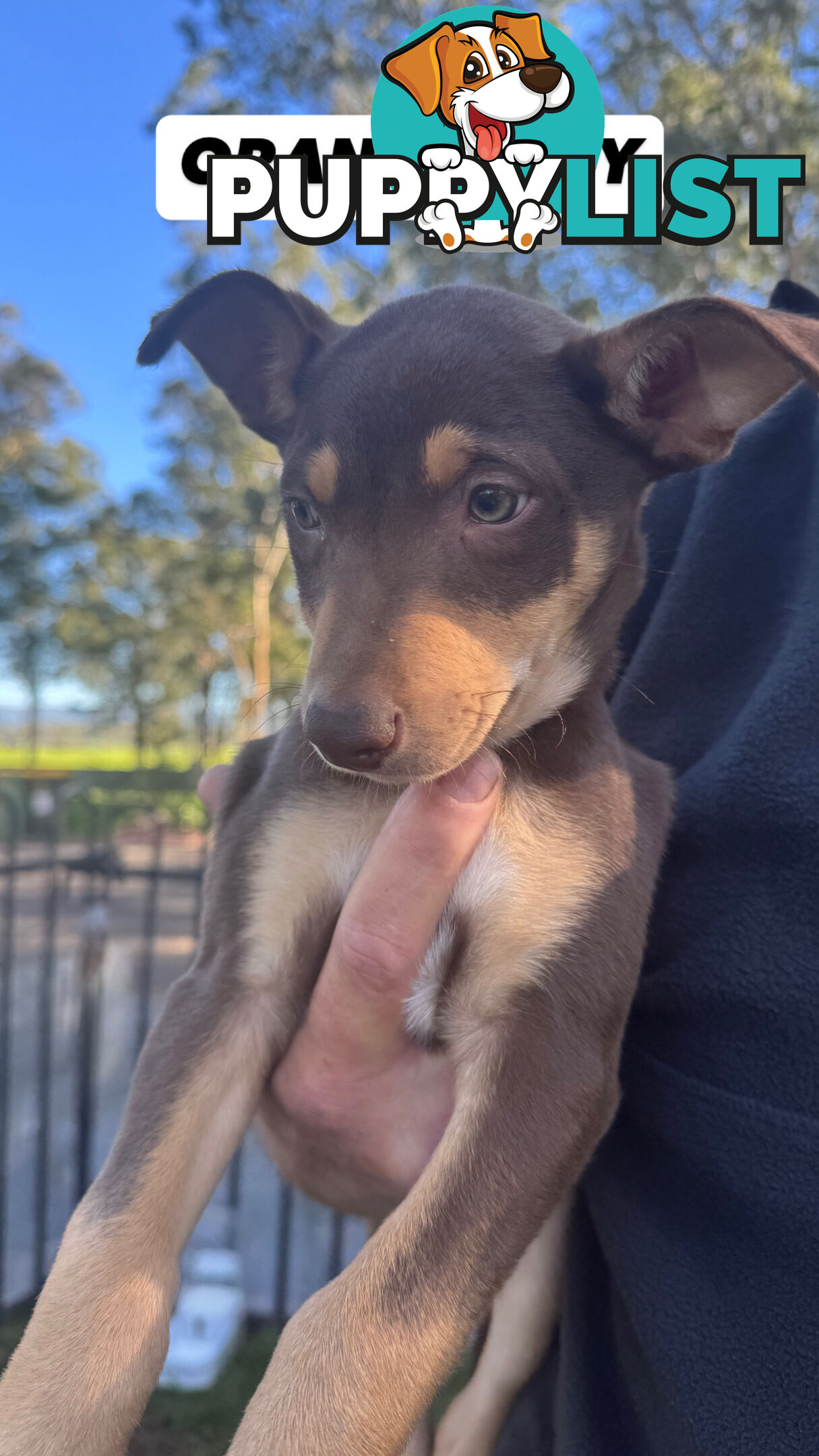 Purebred Kelpie Pups for Sale!!