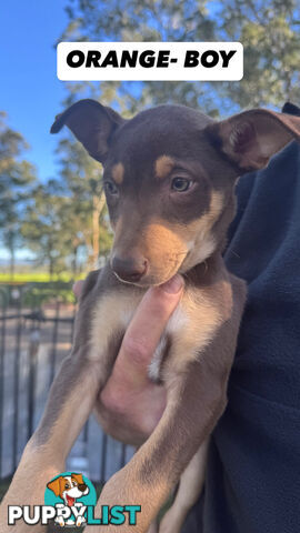 Purebred Kelpie Pups for Sale!!