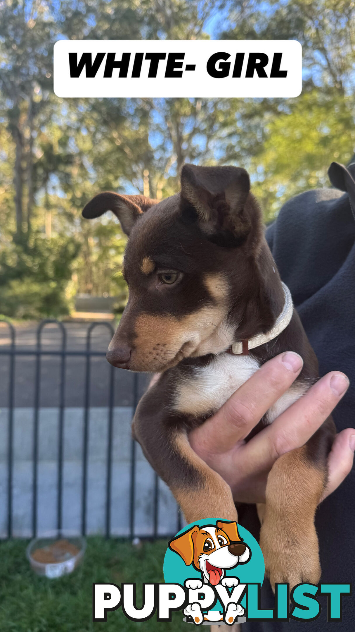 Purebred Kelpie Pups for Sale!!