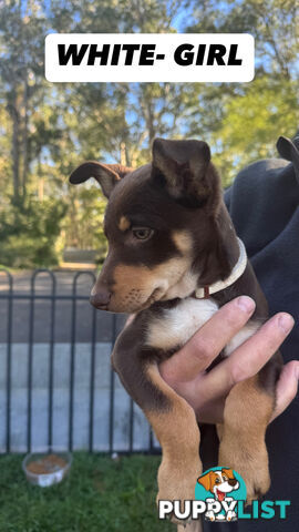 Purebred Kelpie Pups for Sale!!