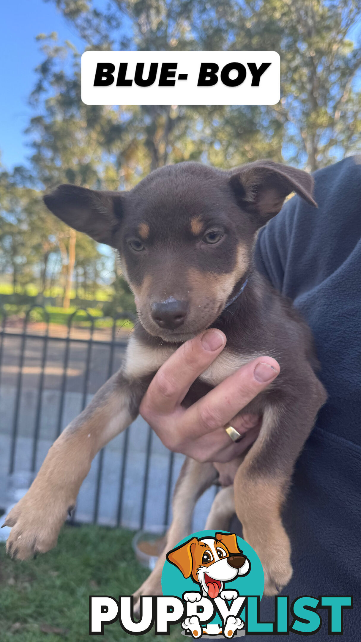 Purebred Kelpie Pups for Sale!!